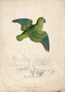 Papuga obrożna (ilustracja 40) autorstwa Edward Lear