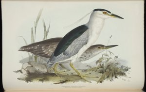 Ślepowron, z „Ptaków Europy” Johna Gould autorstwa Edward Lear