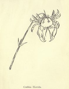 Crabbia Horrida autorstwa Edward Lear