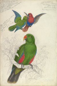 Eclectus Roratus Polichloros, ca. 1830-32. autorstwa Edward Lear