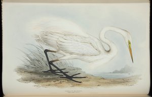 Czapla biała, z „Ptaków Europy” Johna Gould autorstwa Edward Lear
