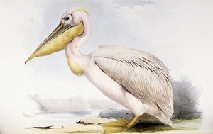 Wielki Biały Pelikan autorstwa Edward Lear