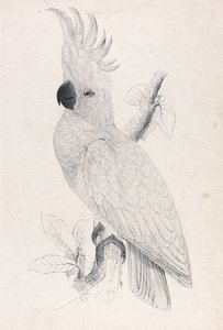 Kakadu mały (ilustracja 4) autorstwa Edward Lear