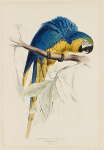 Macrocercus ararauna.  Ara niebiesko-żółta. autorstwa Edward Lear