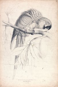 Macrocerus Ararauna / Ara niebiesko-żółta / 2/3 naturalnej wielkości (ilustracja 8) autorstwa Edward Lear