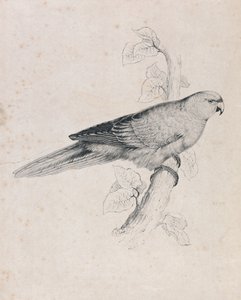 Papuga pacyficzna (ilustracja 26) autorstwa Edward Lear