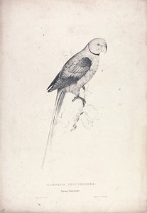 Palaeornia Columbiodes / Papuga gołębia (ilustracja 31) autorstwa Edward Lear