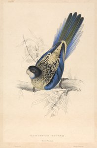 Platycercus Brownii / Brown