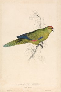 Platycercus Pacificus / Papuga pacyficzna (ilustracja 26) autorstwa Edward Lear