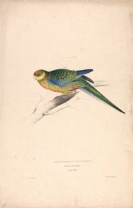 Platycercus Stanley II / papuga Stanley (młody samiec) (ilustracja 24) autorstwa Edward Lear