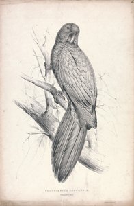 Platycereus Tabuensis / Papuga z Tabuan (ilustracja 16) autorstwa Edward Lear