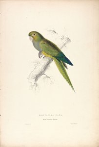 Psittacara Naria / Papuga karłowata z rodzaju Maccaw (ilustracja 12) autorstwa Edward Lear