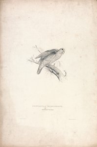 Psittacula rubrifrons / papuga czerwonoczelna (ilustracja 41) autorstwa Edward Lear