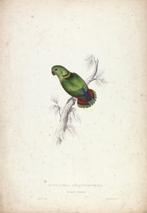 Psittacula swinderniana. Papuga Swinderna autorstwa Edward Lear