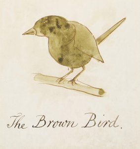 Brązowy ptak, z szesnastu rysunków komiksowych ptaków (pióro i tusz, wc na papierze) autorstwa Edward Lear