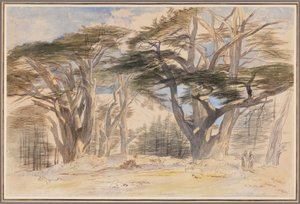 Cedry Libanu autorstwa Edward Lear
