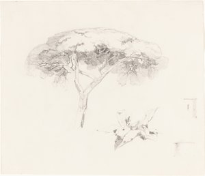Sosna parasolowa i inne badania autorstwa Edward Lear