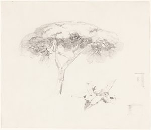 Sosna parasolowa i inne studia autorstwa Edward Lear