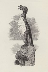 Ilustracja do The Water-Babies autorstwa Charlesa Kingsleya (grafika) autorstwa Edward Linley (after) Sambourne