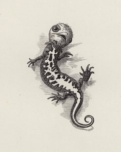 Ilustracja do The Water-Babies autorstwa Charlesa Kingsleya (grafika) autorstwa Edward Linley (after) Sambourne