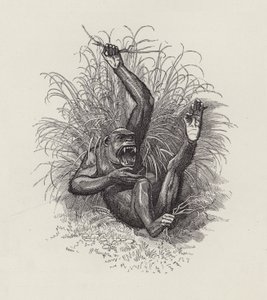 Ilustracja do The Water-Babies autorstwa Charlesa Kingsleya (grafika) autorstwa Edward Linley (after) Sambourne