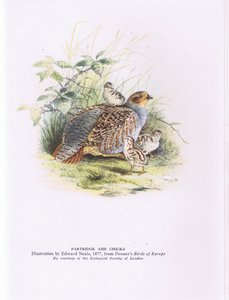 Kuropatwa i pisklęta, Nature in Britain, wyd. Collins autorstwa Edward Neale