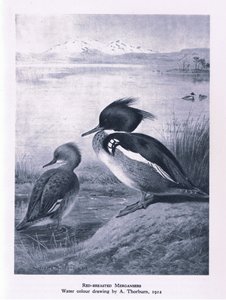 Red Breasted Nurogęś, Nature in Britain, wyd. Collins, 1946 autorstwa Edward Neale