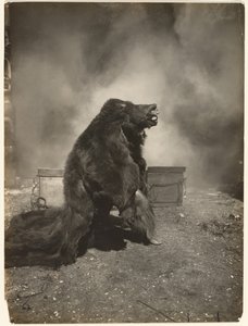 Niech chytry czarny niedźwiedź zatańczy swój taniec autorstwa Edward S. Curtis