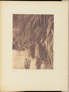 Owoc palmy autorstwa Edward S. Curtis