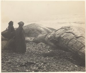 [Częściowo zarżnięty wieloryb - Makah] [Schwytany wieloryb] autorstwa Edward S. Curtis