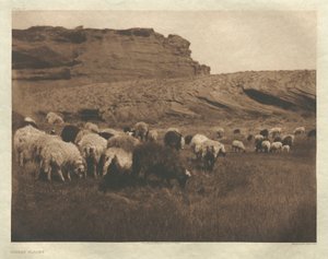 Portfolio I, płyta 33: Stada Navaho autorstwa Edward S. Curtis