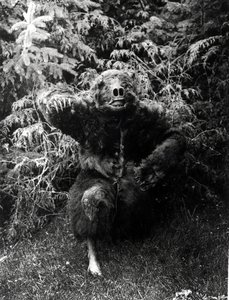 Nane-Qagyuhl, strój rdzennych Amerykanów autorstwa Edward Sheriff Curtis