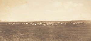 Obóz Tańca Słońca - Piegan, 1900. autorstwa Edward Sheriff Curtis
