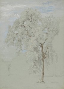 Jesion autorstwa Edward Swinburne