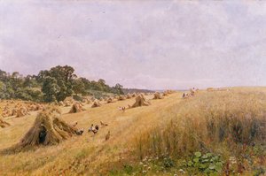 Żniwa z kukurydzy