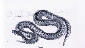 Adder, Nature in Britain wydane przez Collins autorstwa Edward William (after) Cooke
