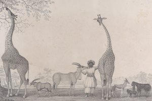Majestatyczne i pełne wdzięku żyrafy lub kameleopardy z rzadkimi zwierzętami gazeli..., 1838.