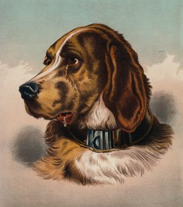 The Blood Hound () (kolorowa litografia) autorstwa Edwin (after) Landseer