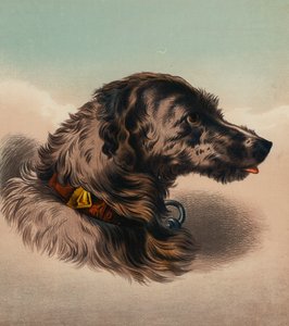 The Stag Hound () (kolorowa litografia) autorstwa Edwin (after) Landseer