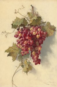 Winogrona na białej ścianie, 1883. autorstwa Edwin Deakin