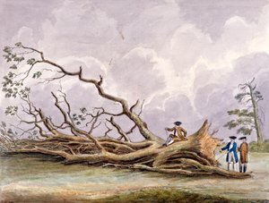 Drzewa zniszczone przez burzę 15 października, Roehampton, Londyn, 1780