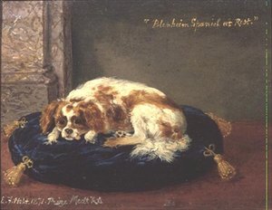 Blenheim Spaniel w Rest