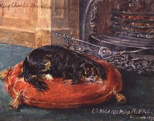King Charles Spaniel w spoczynku