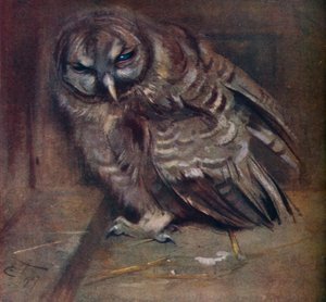 Młoda brązowa sowa, 1907 autorstwa Edwin John Alexander