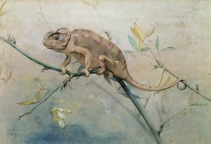 Kameleon, 1901 (wc na papierze)