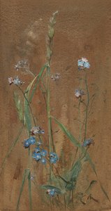 Forget-Me-Not (akwarela na brązowym papierze)