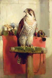 Sokół, 1837