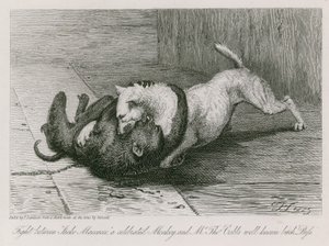 Walka między Jacco Macacco, słynną małpą, a dobrze znaną suką pana Thomasa Cubba, Kotem autorstwa Edwin Landseer