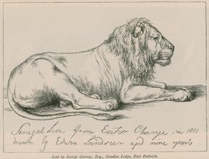 Lew senegalski z Exeter Change autorstwa Edwin Landseer