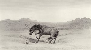 Zaskoczony! autorstwa Edwin Landseer